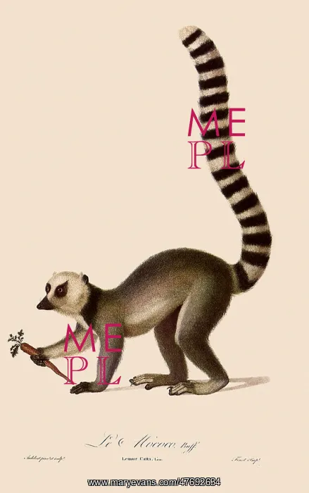  : Ring-Tailed Lemur