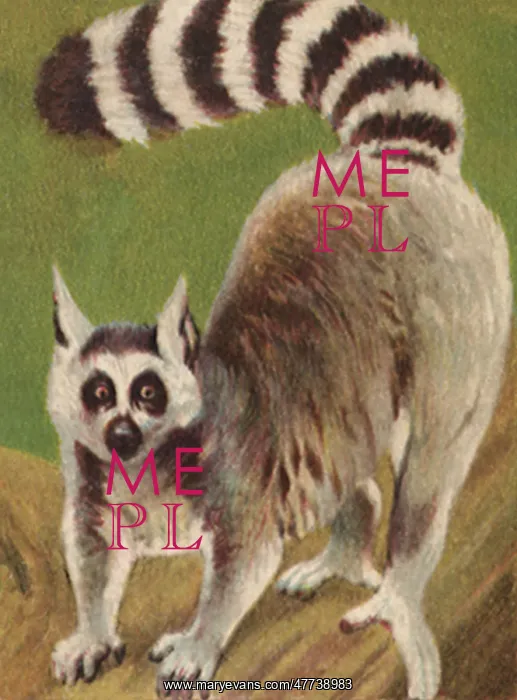  : Ring-Tailed Lemur