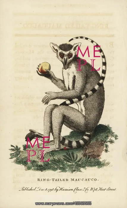 : Ring-tailed lemur, Lemur catta : Ring-tailed lemur, Lemur catta