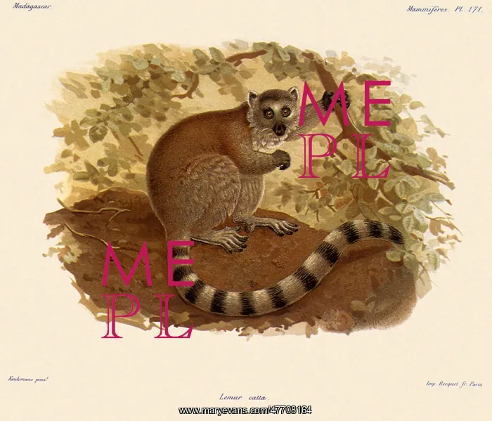 : Ring-Tailed Lemur, Lemur catta : Ring-Tailed Lemur, Lemur catta