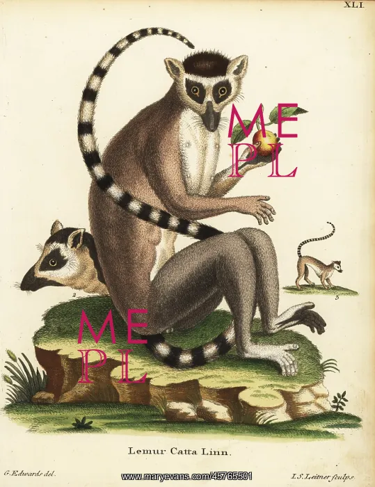 : Ring-tailed lemur, Lemur catta. Endangered : Ring-tailed lemur, Lemur catta. Endangered