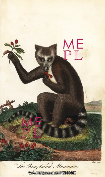 : Ring-tailed lemur, Lemur catta, endangered : Ring-tailed lemur, Lemur catta, endangered