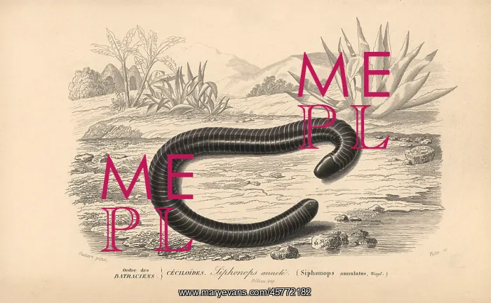 : Ringed caecilian, Siphonops annulatus : Ringed caecilian, Siphonops annulatus