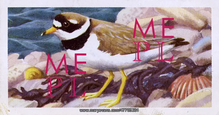  : Ringed Plover