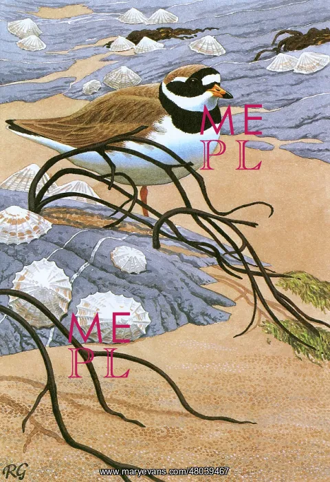 : Ringed Plover : Ringed Plover