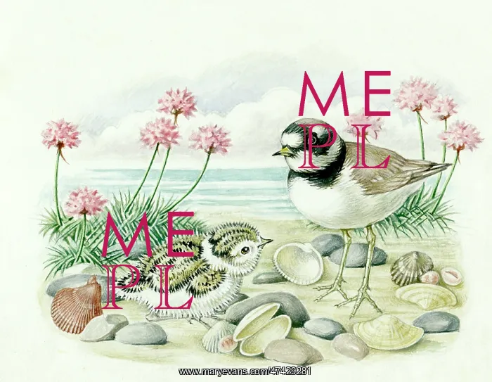  : Ringed Plover and Chick
