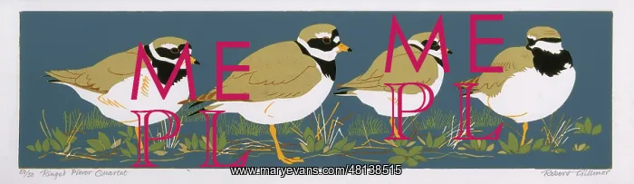  : Ringed Plover Quartet