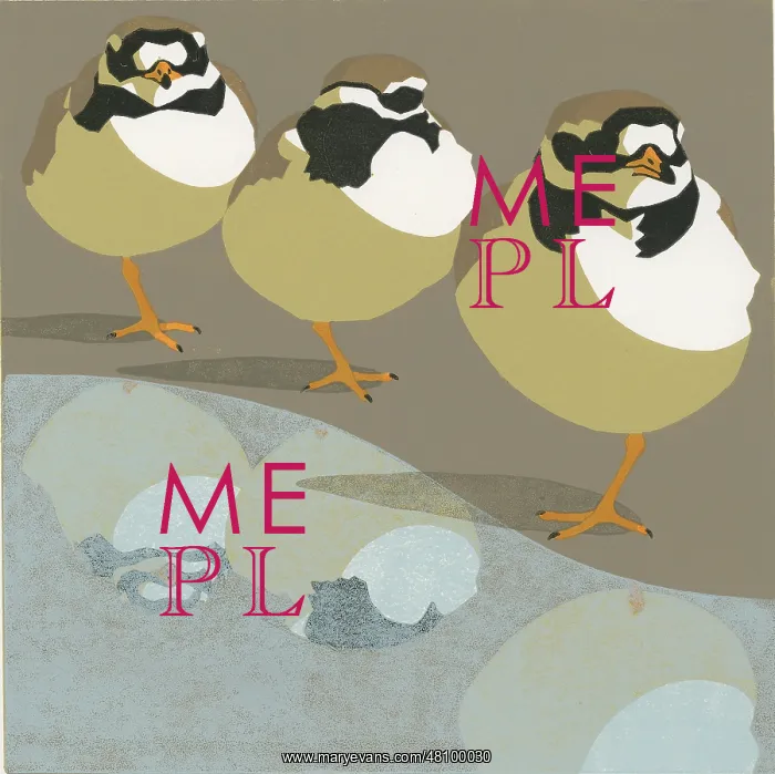 : Ringed Plover Trio : Ringed Plover Trio