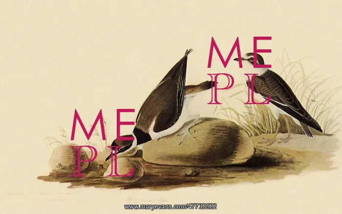  : Ringed Plovers