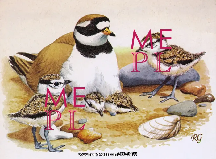  : Ringed Plovers