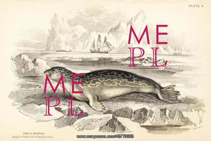 : Ringed seal, Phoca hispida : Ringed seal, Phoca hispida
