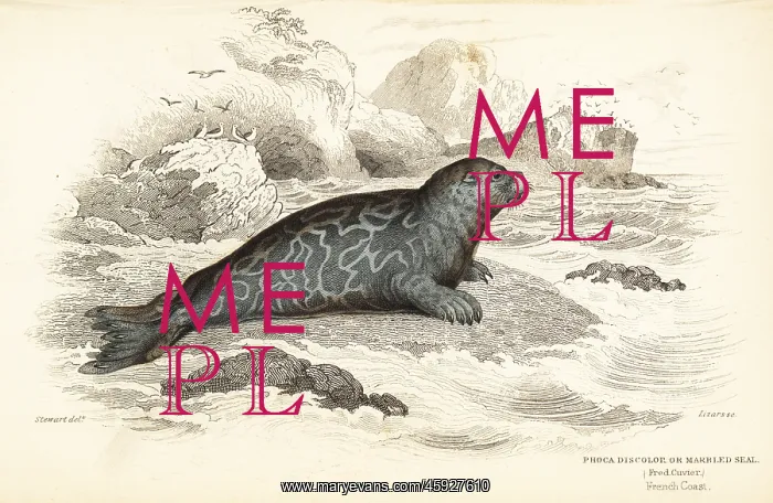 : Ringed seal, Phoca hispida : Ringed seal, Phoca hispida