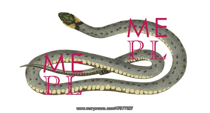 : Ringed Snake : Ringed Snake