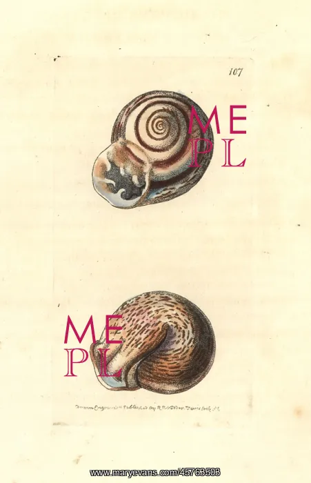 : Ringent snail, Helix ringens : Ringent snail, Helix ringens
