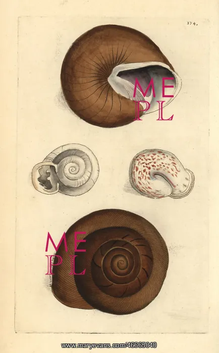 : Ringent snail and lamp snail, Helix ringens : Ringent snail and lamp snail, Helix ringens