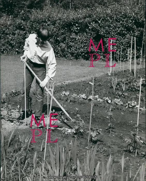 : Ringo Starr, Beatles drummer, doing some gardening : Ringo Starr, Beatles drummer, doing some gardening