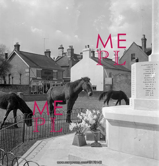 : Ringwood. Horses grazing next to the Ringwood Memorial Cross : Ringwood. Horses grazing next to the Ringwood Memorial Cross