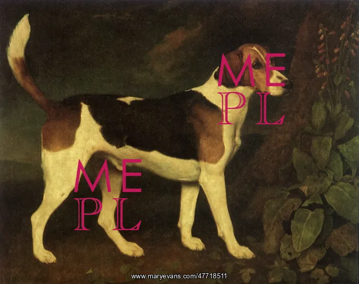 : Ringwood, a Brocklesby Foxhound, by Stubbs : Ringwood, a Brocklesby Foxhound, by Stubbs