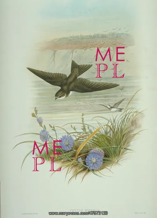 : Riparia riparia, collared sand martin : Riparia riparia, collared sand martin