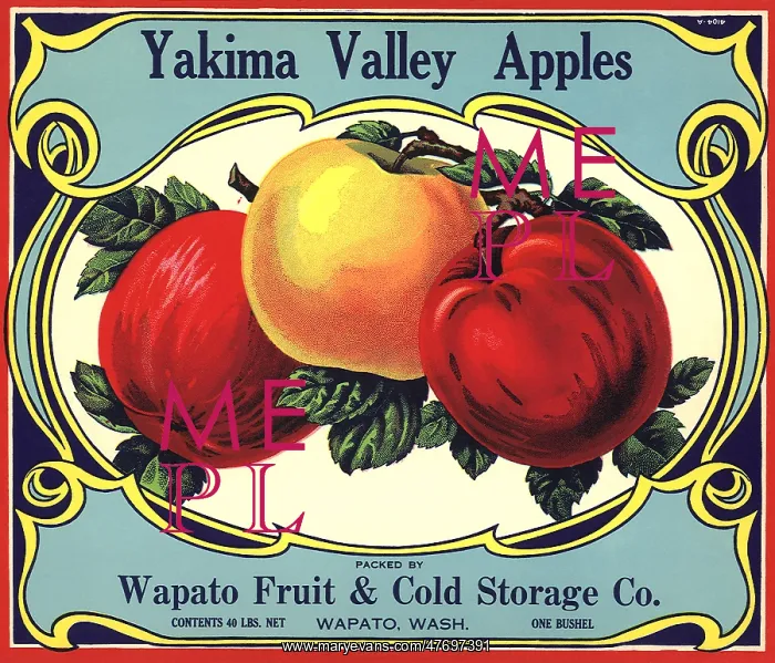  : Three Ripe Apples