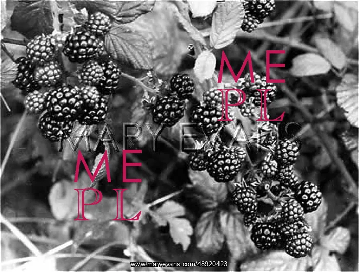  : RIPE BLACKBERRIES
