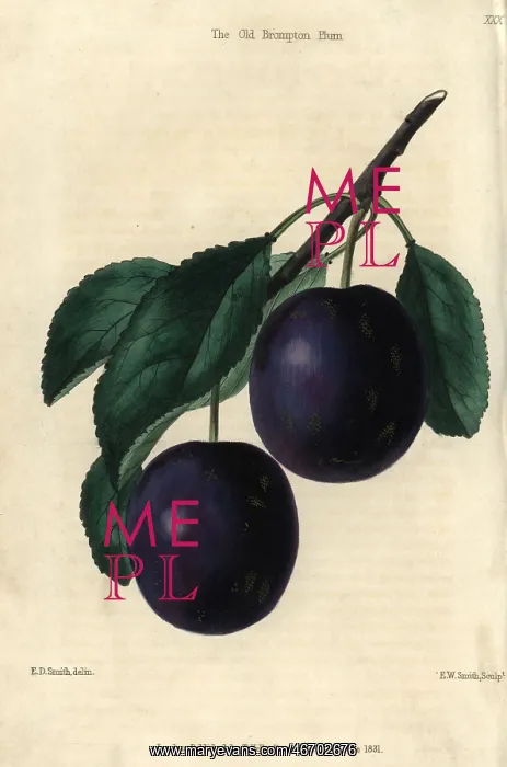 : Ripe blue purple Old Brompton Plum, Prunus domestica : Ripe blue purple Old Brompton Plum, Prunus domestica