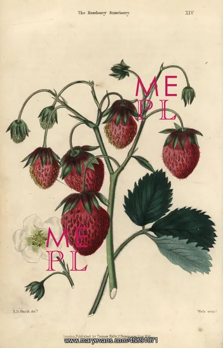 : Ripe fruit and flower of the Roseberry Strawberry : Ripe fruit and flower of the Roseberry Strawberry