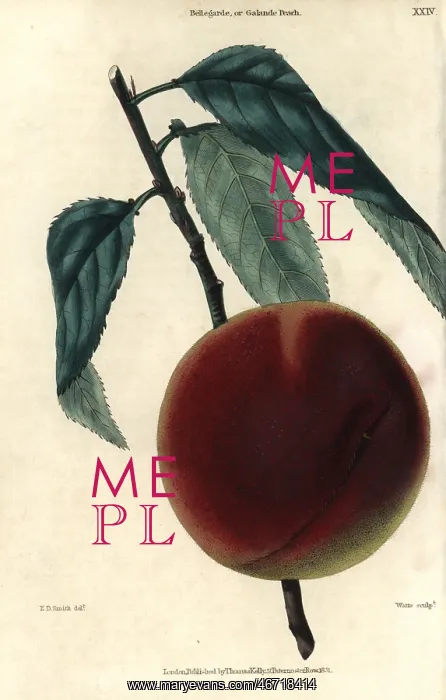 : Ripe fruit and leaves of the Bellegarde or : Ripe fruit and leaves of the Bellegarde or