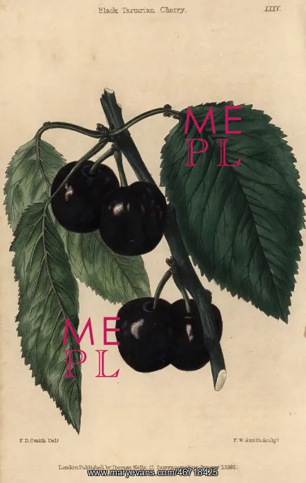 : Ripe fruit and leaves of the Black Tartarian : Ripe fruit and leaves of the Black Tartarian