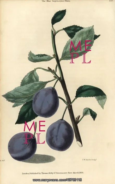 : Ripe fruit and leaves of the Blue Imperatrice : Ripe fruit and leaves of the Blue Imperatrice