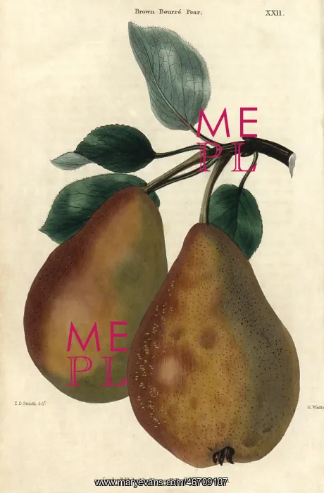 : Ripe fruit and leaves of Brown Beurre Pear, Pyrus communis : Ripe fruit and leaves of Brown Beurre Pear, Pyrus communis