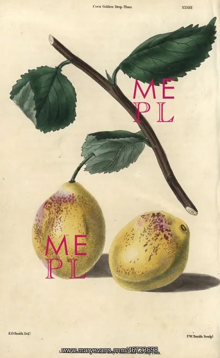 : Ripe fruit and leaves of Coe's Golden Drop : Ripe fruit and leaves of Coe's Golden Drop