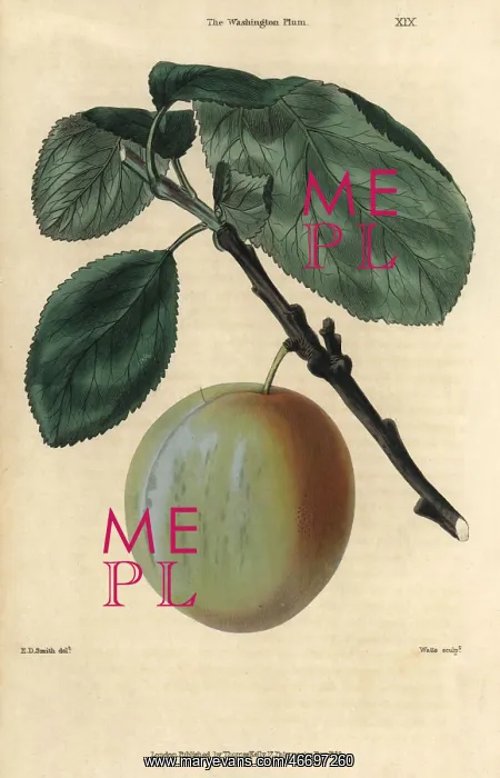 : Ripe fruit and leaves of the Washington plum : Ripe fruit and leaves of the Washington plum