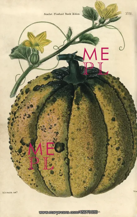 : Ripe fruit, vine and yellow flowers of the : Ripe fruit, vine and yellow flowers of the