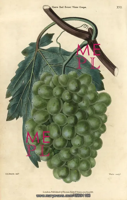 : Ripe green grapes, vine and leaf of the Grove : Ripe green grapes, vine and leaf of the Grove