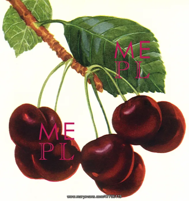  : Ripe Hanging Cherries