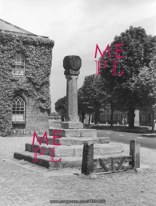 : RIPLEY WEEPING CROSS : RIPLEY WEEPING CROSS