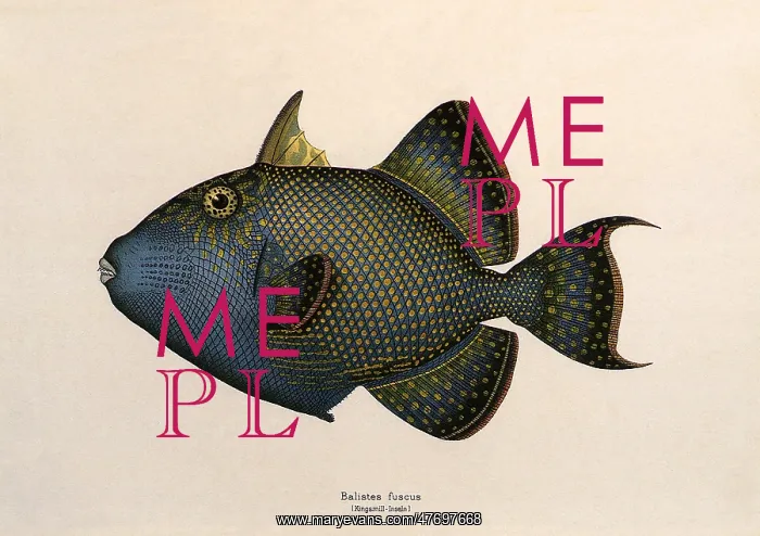 : Rippled Triggerfish : Rippled Triggerfish