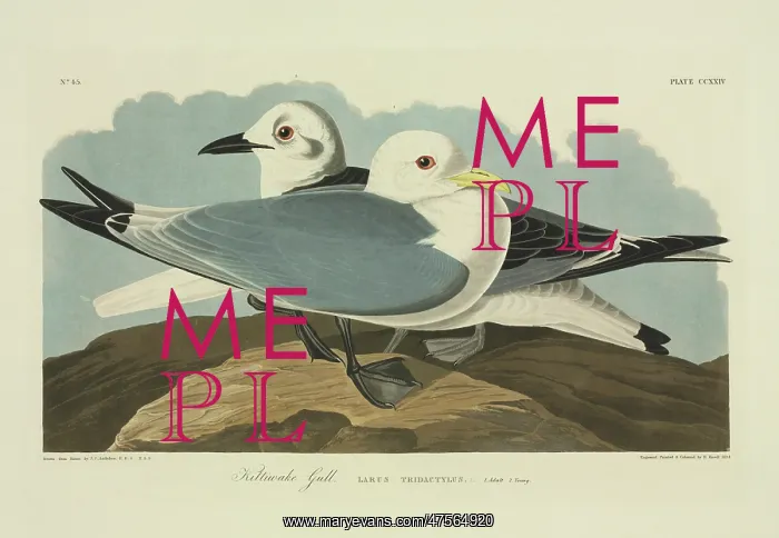 : Rissa tridactyla, black-legged kittiwake : Rissa tridactyla, black-legged kittiwake