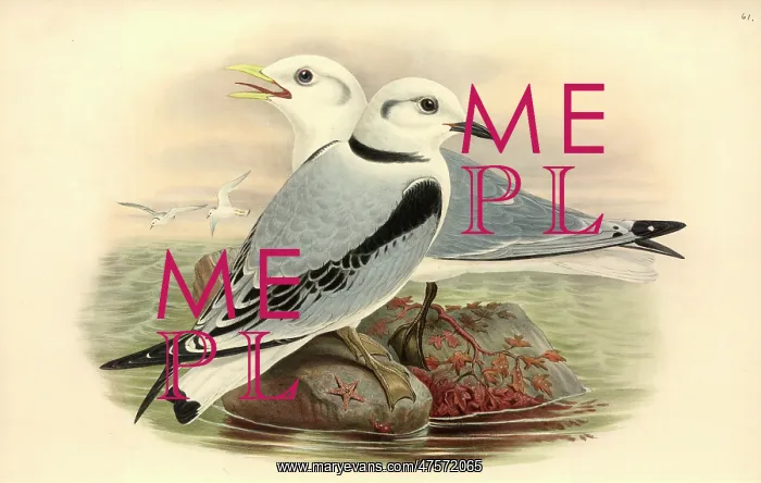 : Rissa tridactyla, black-legged kittiwake : Rissa tridactyla, black-legged kittiwake