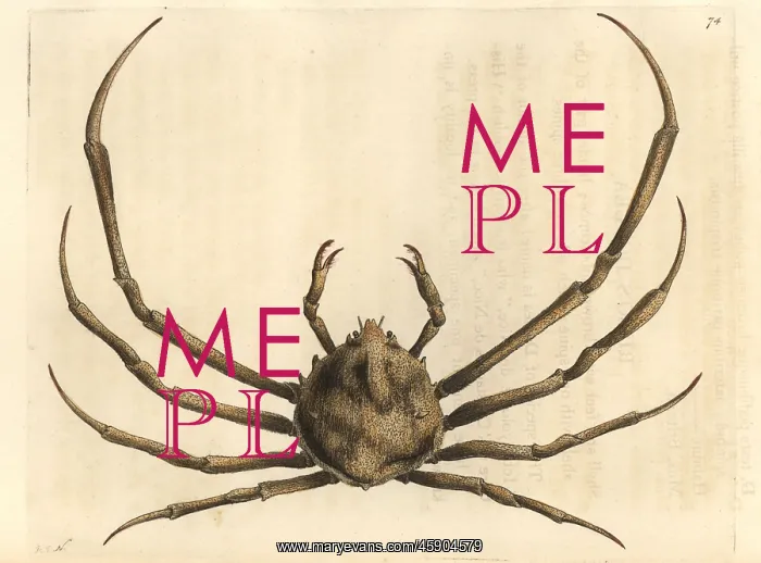 : Risso's doclea crab, Doclea rissonii : Risso's doclea crab, Doclea rissonii