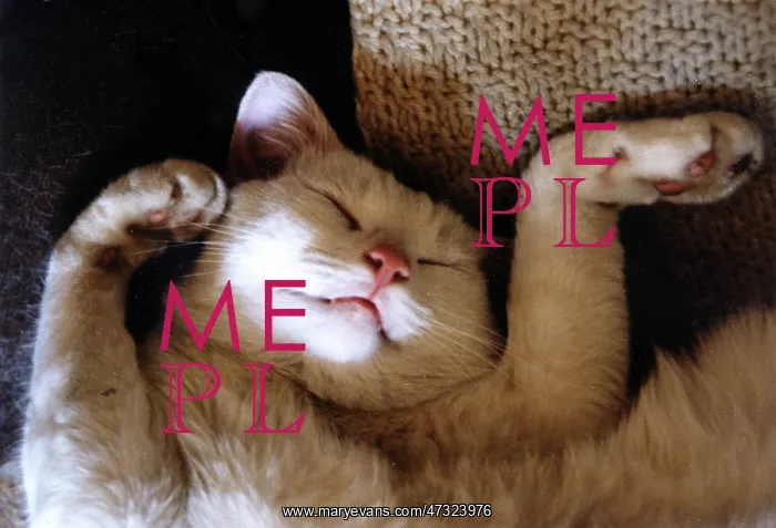  : RITZ FAST ASLEEP