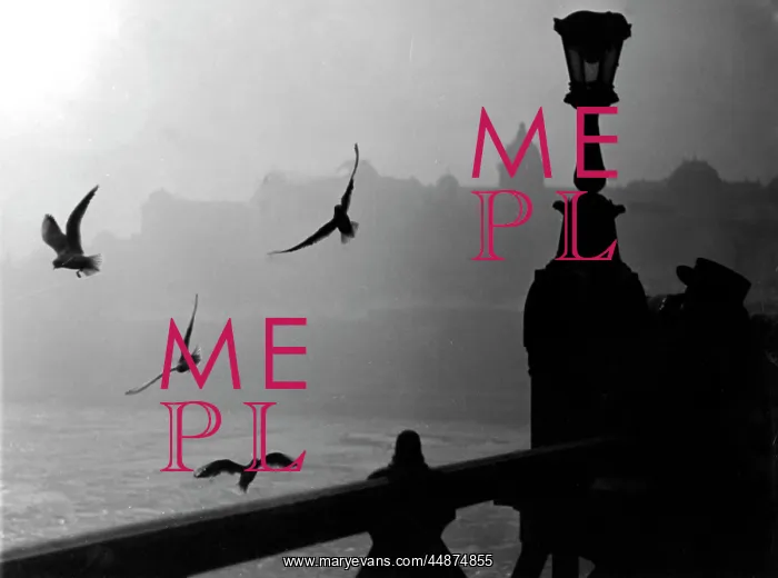  : River Danube Gulls