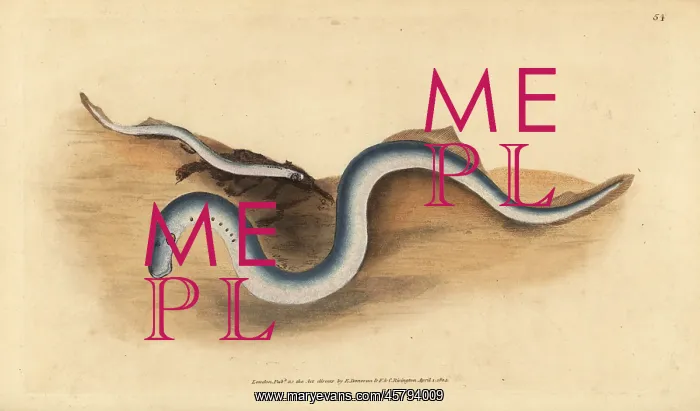 : River lamprey, Lampetra fluviatilis : River lamprey, Lampetra fluviatilis