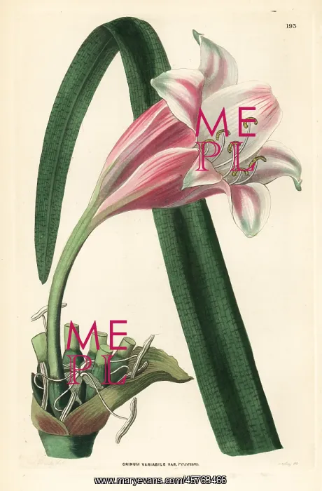 : River lily, Crinum variabile : River lily, Crinum variabile