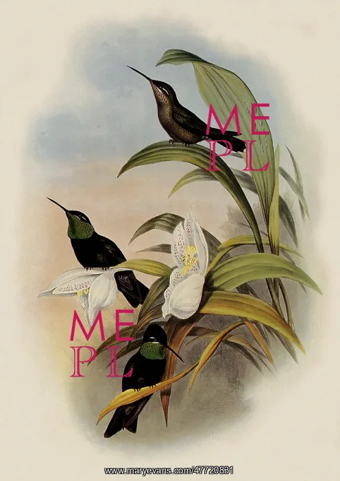 : The Rivoli, Eugenes Fulgens : The Rivoli, Eugenes Fulgens