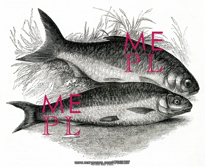 : Roach (Rutilus rutilus) and Dace (Leuciscus leuciscus) : Roach (Rutilus rutilus) and Dace (Leuciscus leuciscus)