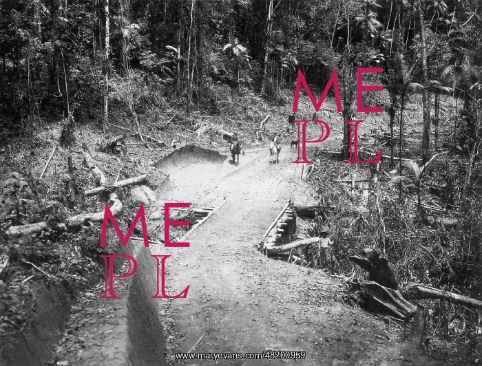 : Road through the jungle : Road through the jungle