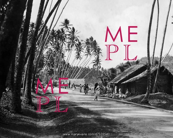 : Roadway, Ceylon (Sri Lanka) : Roadway, Ceylon (Sri Lanka)