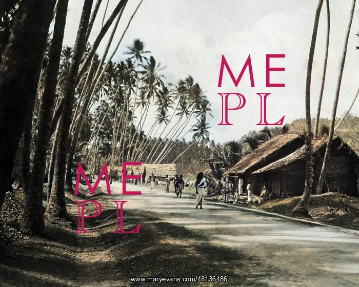 : Roadway, Ceylon (Sri Lanka) : Roadway, Ceylon (Sri Lanka)